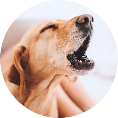 chien hurlant
